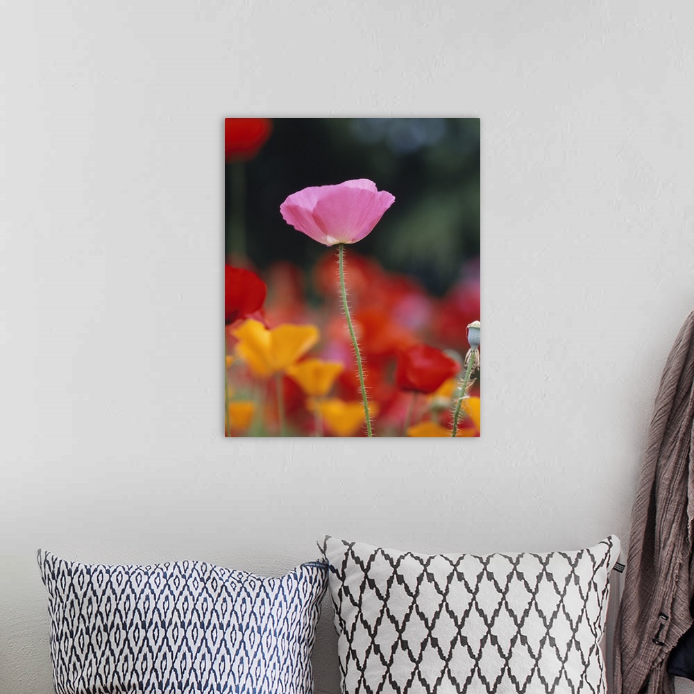 A bohemian room featuring Close-up of an Iceland Poppy (Papaver nudicaule) in a field of California Poppies (Eschscholzia c...