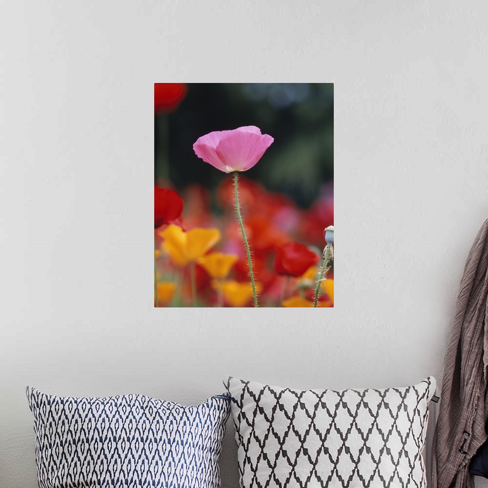 A bohemian room featuring Close-up of an Iceland Poppy (Papaver nudicaule) in a field of California Poppies (Eschscholzia c...