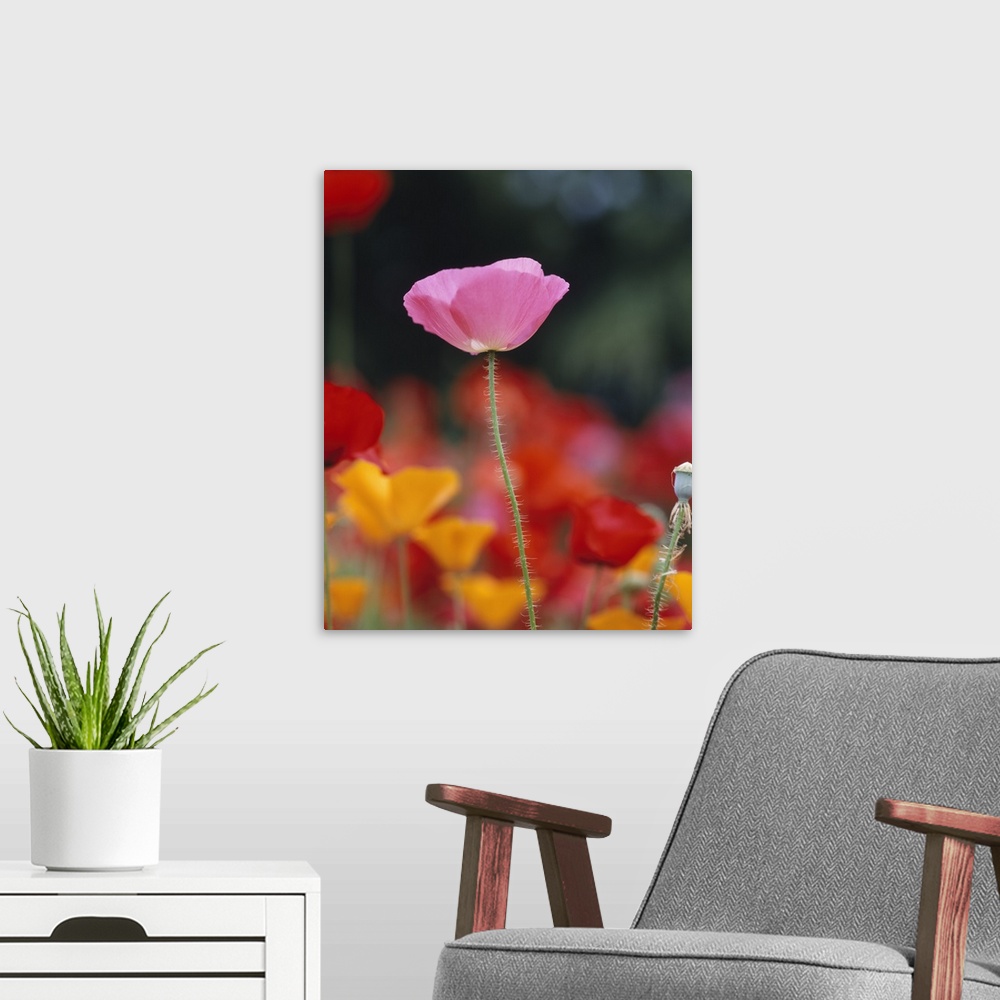 A modern room featuring Close-up of an Iceland Poppy (Papaver nudicaule) in a field of California Poppies (Eschscholzia c...