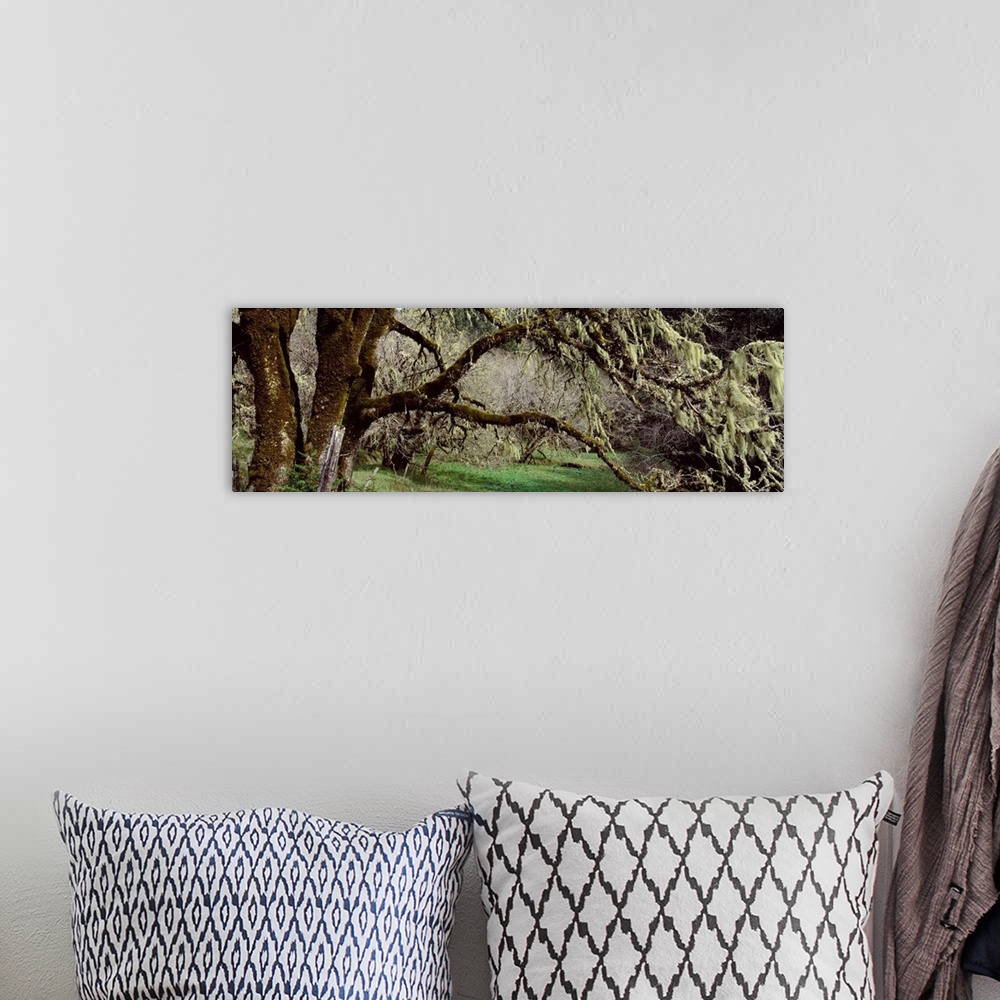 A bohemian room featuring Close-up of an oak tree, Humboldt County, California