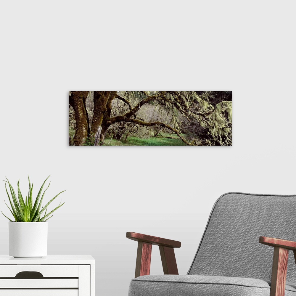 A modern room featuring Close-up of an oak tree, Humboldt County, California