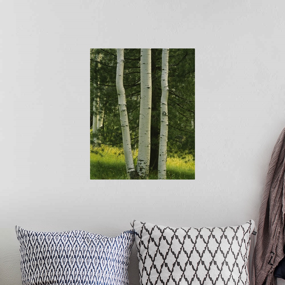 A bohemian room featuring Close-up of aspen trees, Apache-Sitgreaves National Forest, Arizona