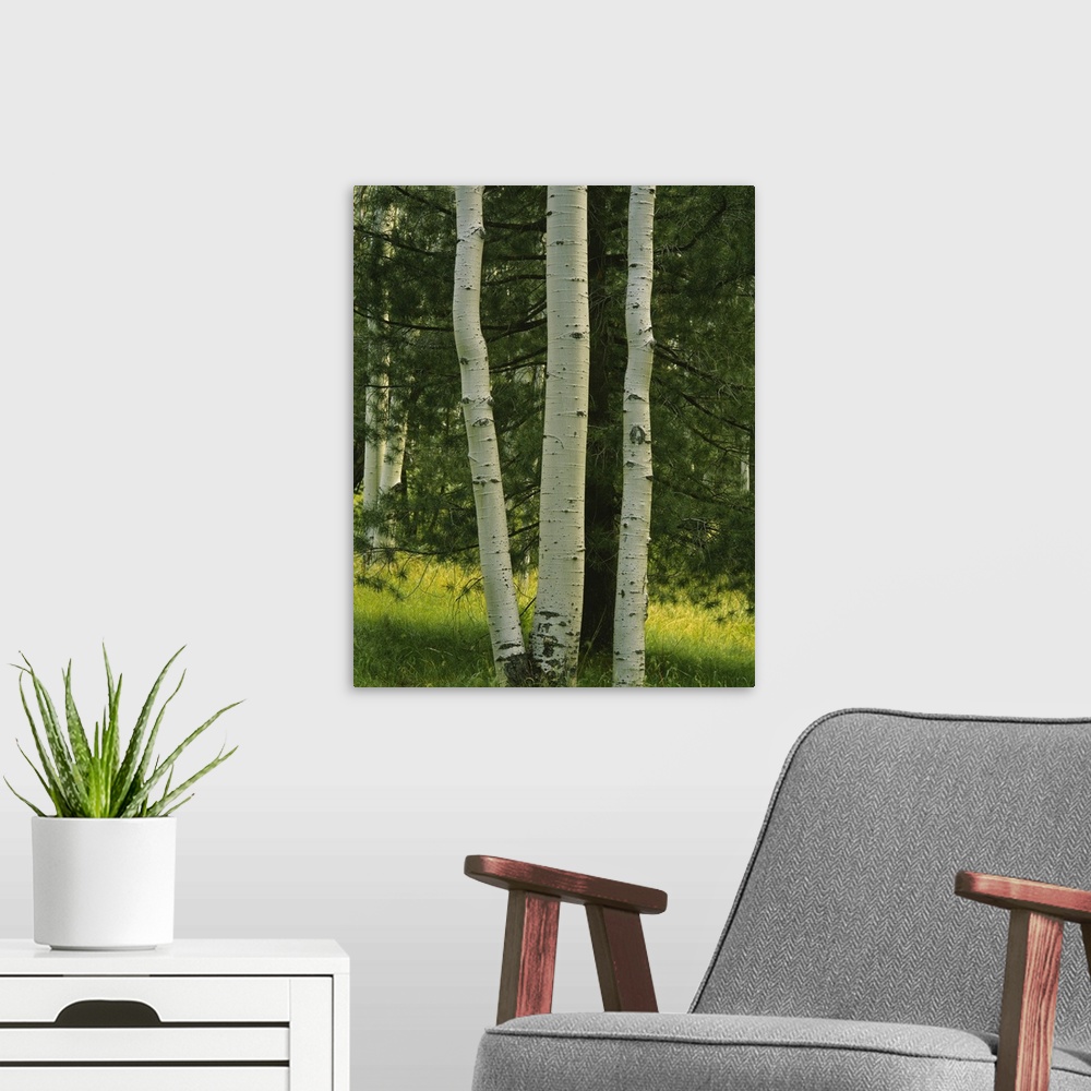 A modern room featuring Close-up of aspen trees, Apache-Sitgreaves National Forest, Arizona