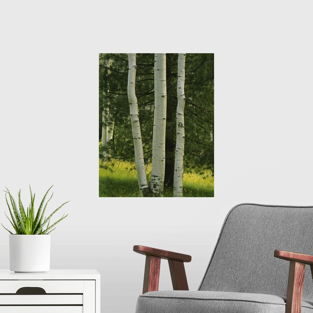 A modern room featuring Close-up of aspen trees, Apache-Sitgreaves National Forest, Arizona