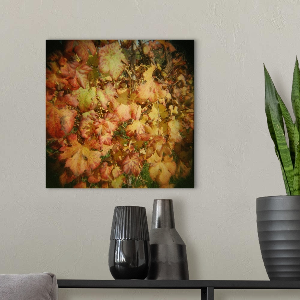 A modern room featuring Close up of autumnal grape leaves, Barberra grape leaves, Piedmont Region, Italy