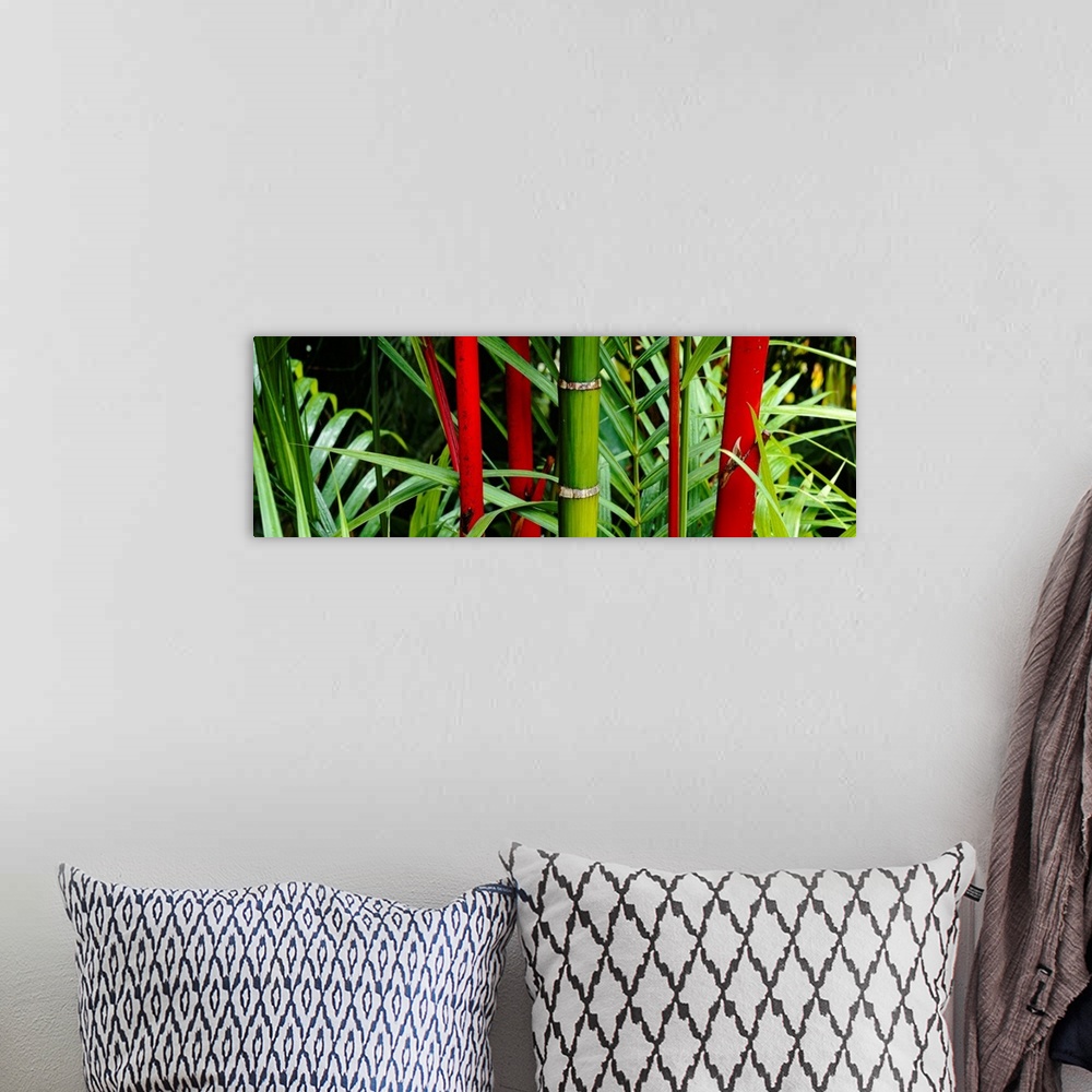 A bohemian room featuring A panoramic photograph of details of bamboo stalks and foilage with contrasting colors in a garden.