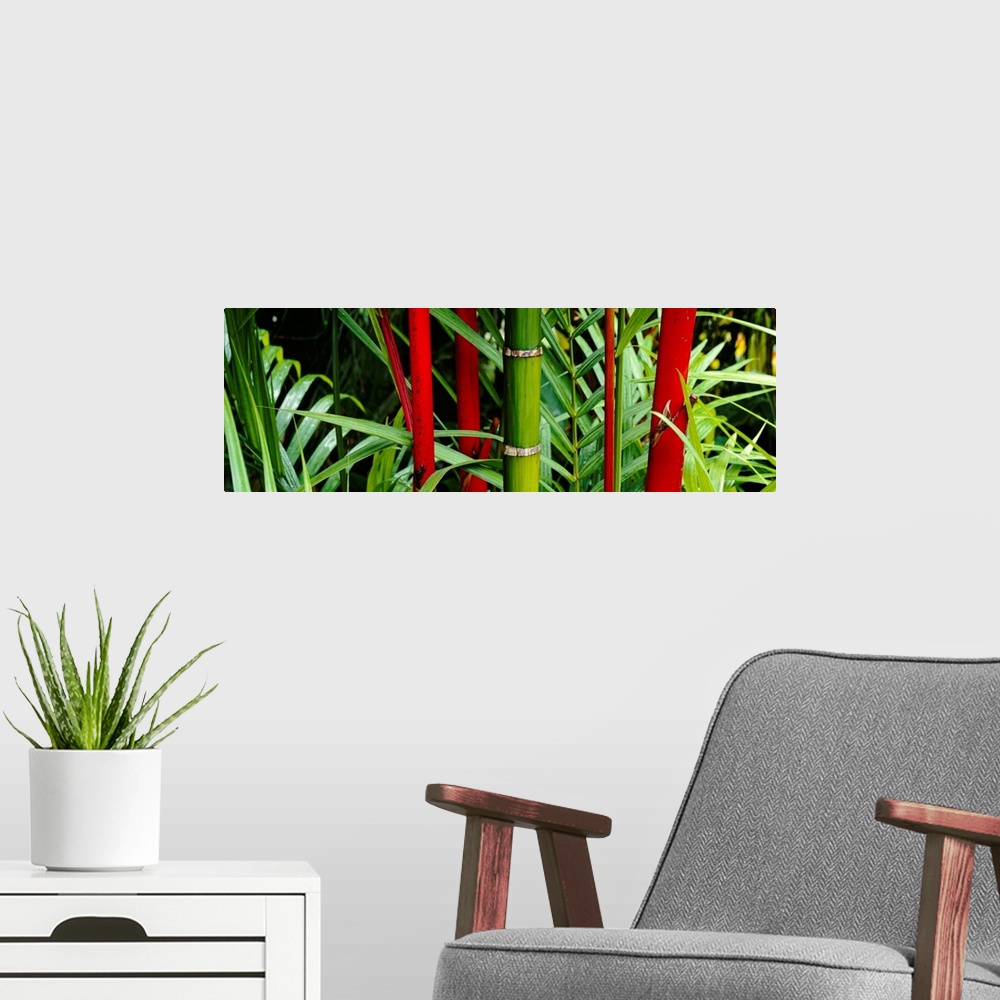 A modern room featuring A panoramic photograph of details of bamboo stalks and foilage with contrasting colors in a garden.