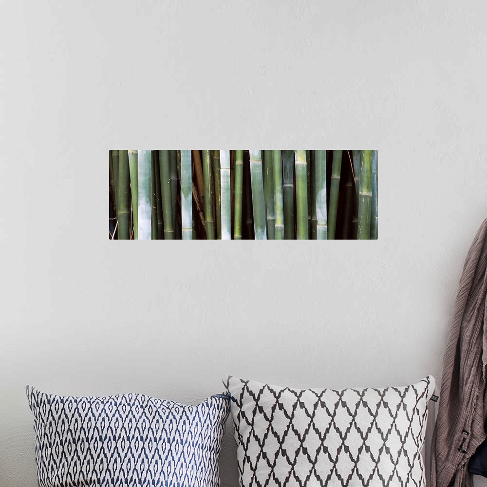 A bohemian room featuring Stalks of bamboo grow closely together in this panoramic shaped canvas.
