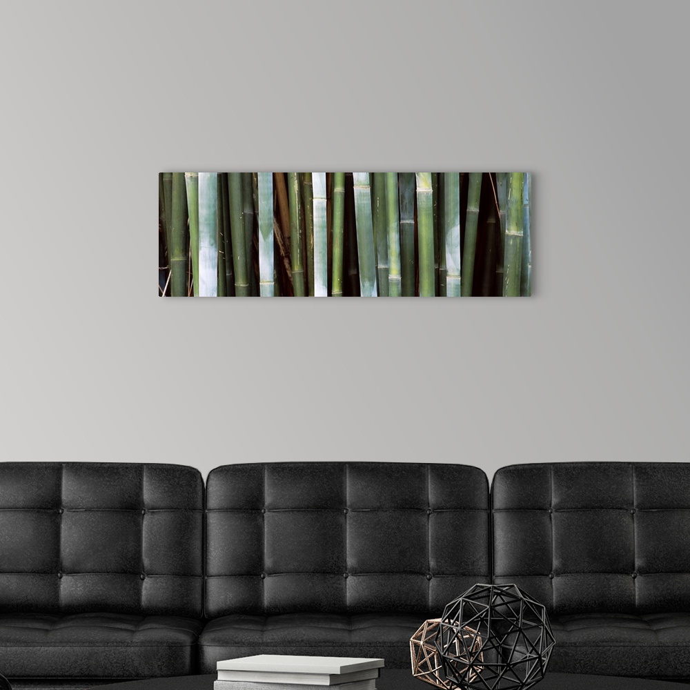 A modern room featuring Stalks of bamboo grow closely together in this panoramic shaped canvas.