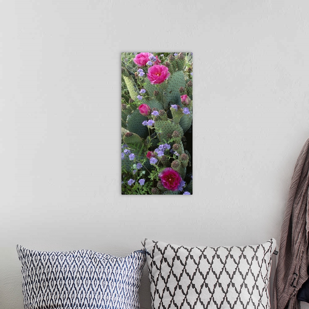 A bohemian room featuring Large, vertical photograph of a beavertail cactus with bright, open blooms on it, surrounded by g...