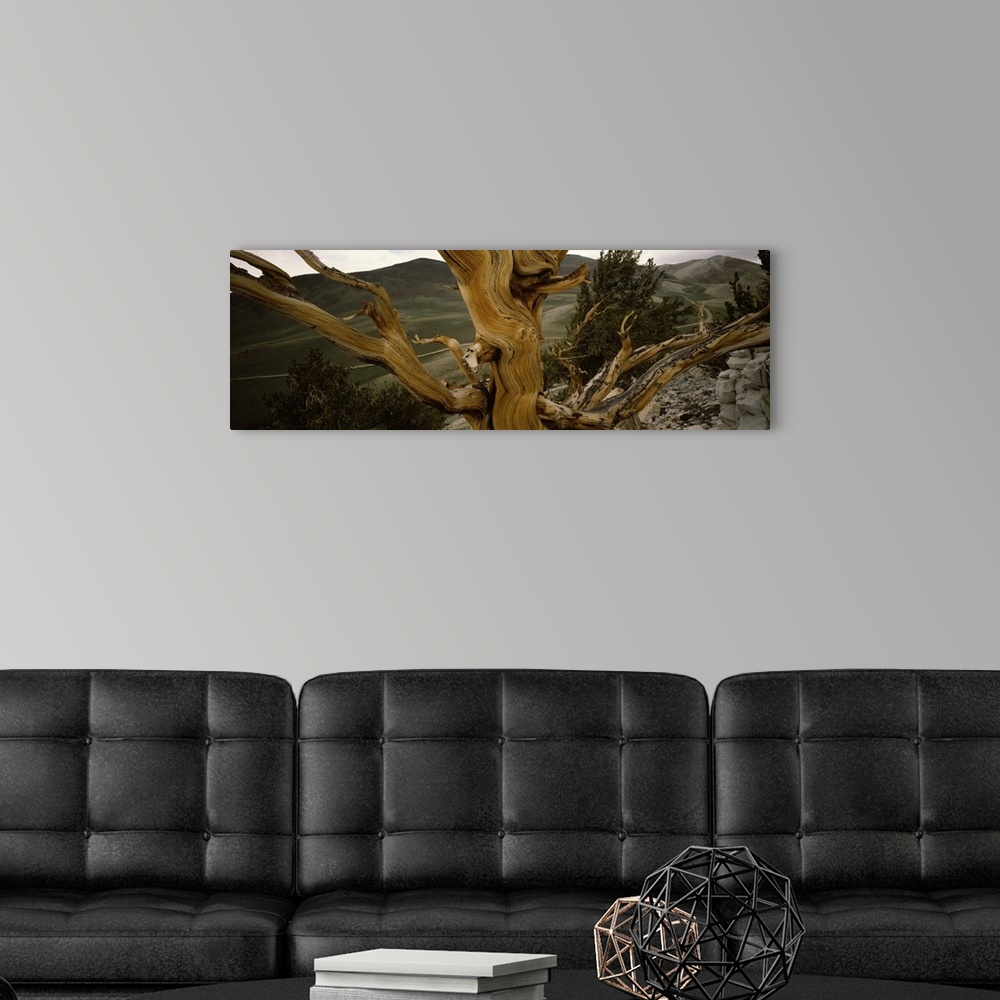A modern room featuring Close-up of bristlecone pine (Pinus longaeva) tree with mountains in the background, White Mounta...
