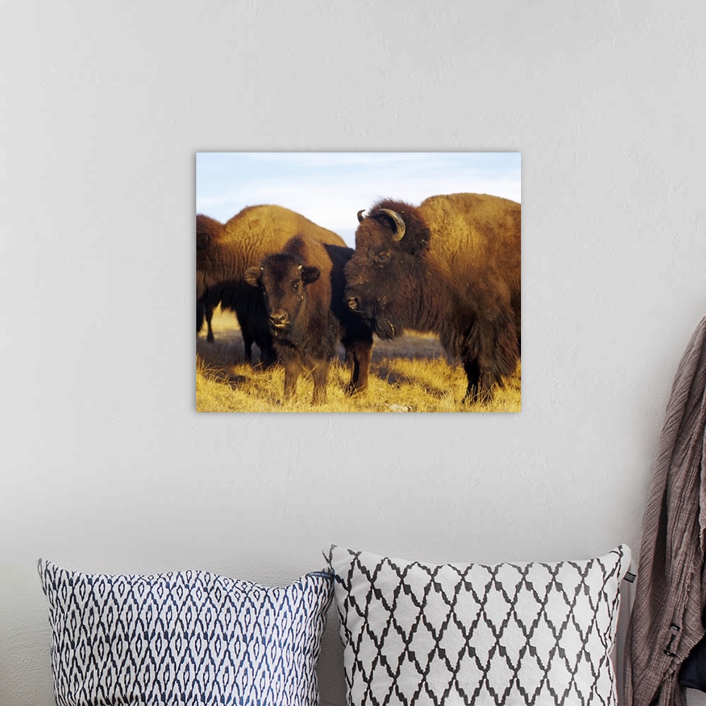 A bohemian room featuring Close-up of buffalos and a calf, Taos Pueblo, New Mexico