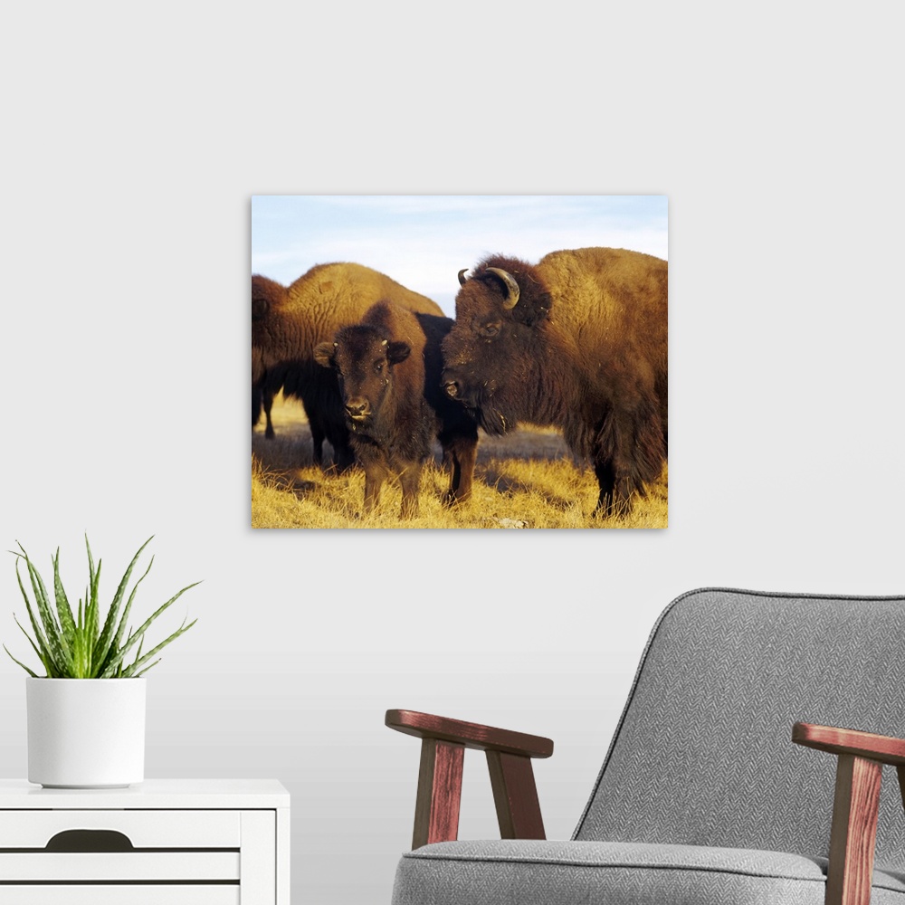 A modern room featuring Close-up of buffalos and a calf, Taos Pueblo, New Mexico
