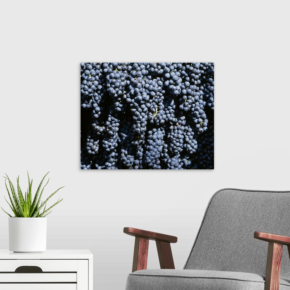A modern room featuring Close-up of bunches of grapes, Geerntet Trollingertrauben, Wurttemberg, Germany