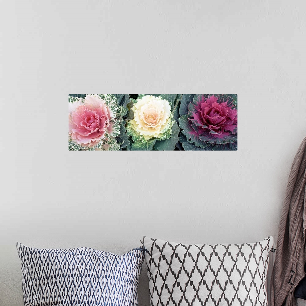 A bohemian room featuring Giant, close up photograph of three cabbage flowers of varying colors, in North Carolina.