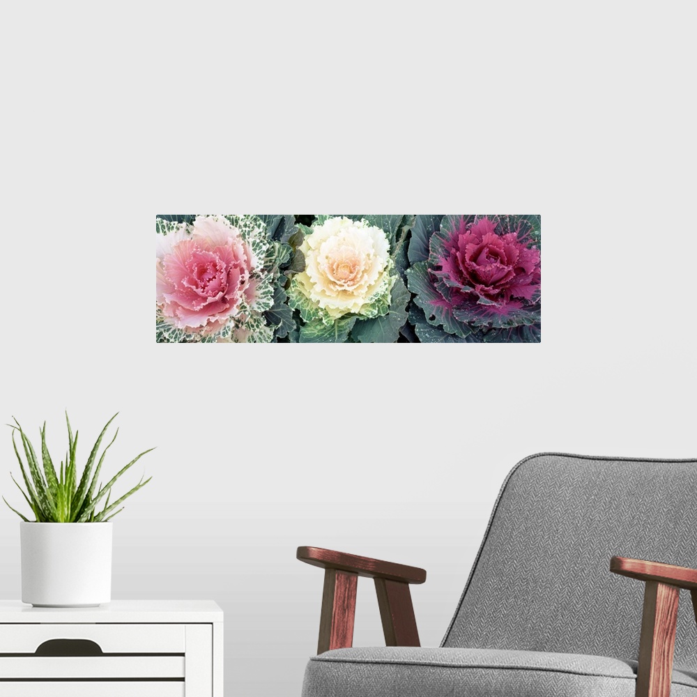 A modern room featuring Giant, close up photograph of three cabbage flowers of varying colors, in North Carolina.
