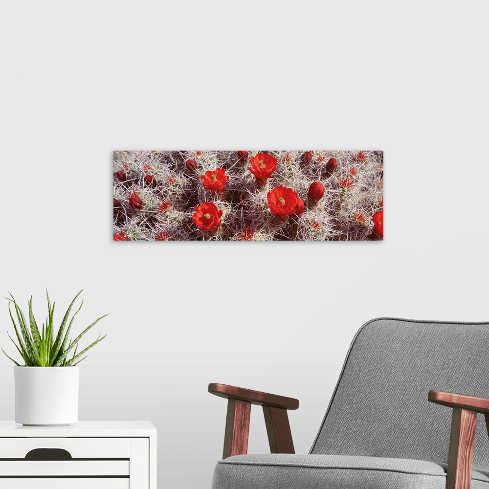 A modern room featuring This decorative accent is a panoramic shaped piece of wall art of flowers growing out of a nest o...