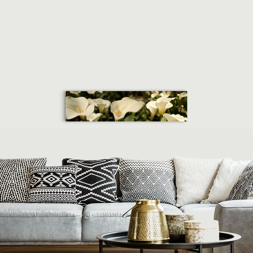 A bohemian room featuring Close-up of Calla lily flowers growing on plant