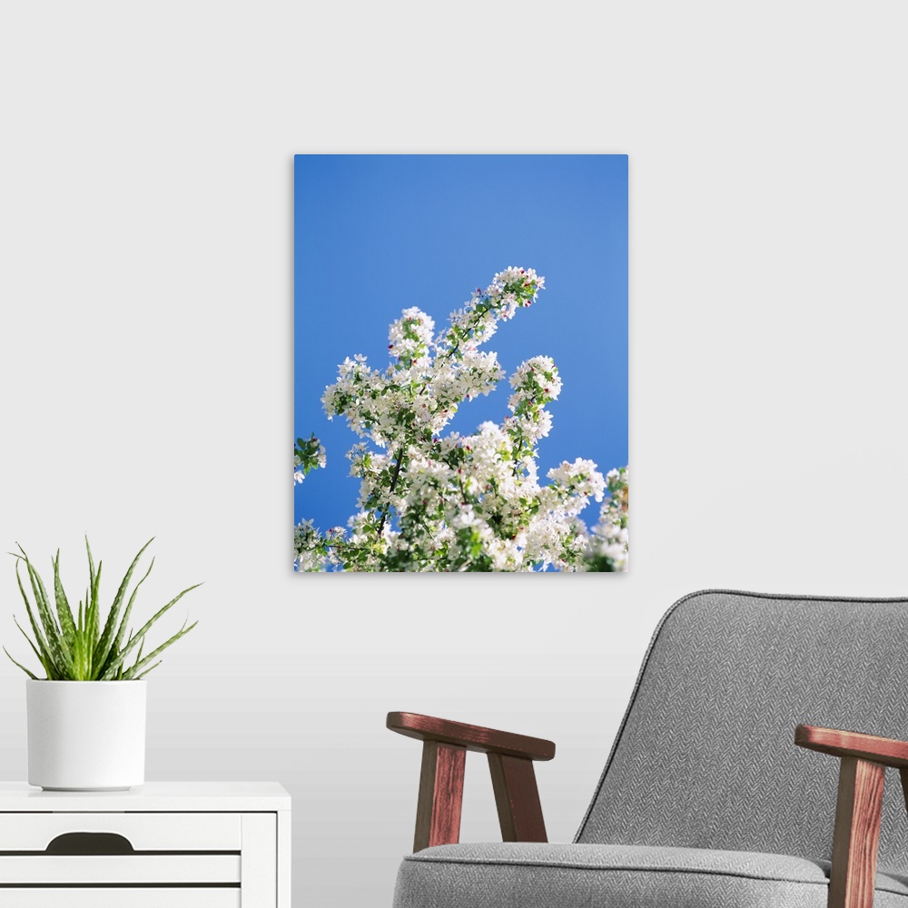 A modern room featuring Close-up of cherry blossoms, Washington DC