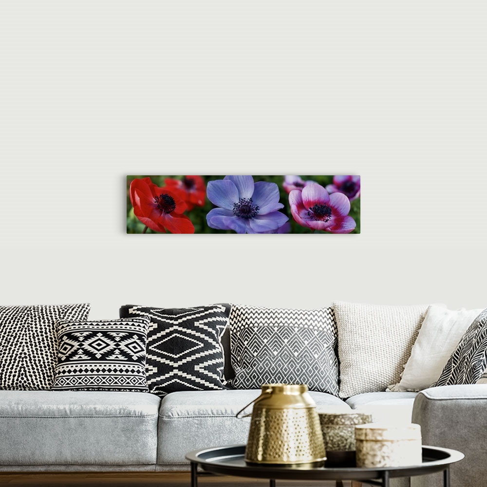 A bohemian room featuring Close-up of colorful Poppy flowers