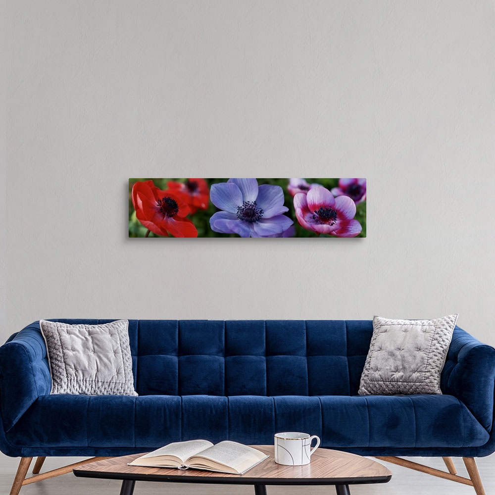 A modern room featuring Close-up of colorful Poppy flowers