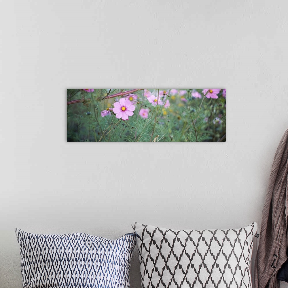 A bohemian room featuring Close-up of Cosmos (Cosmos bipinnatus) flowers, Weinsberg, Baden-Wurttemberg, Germany