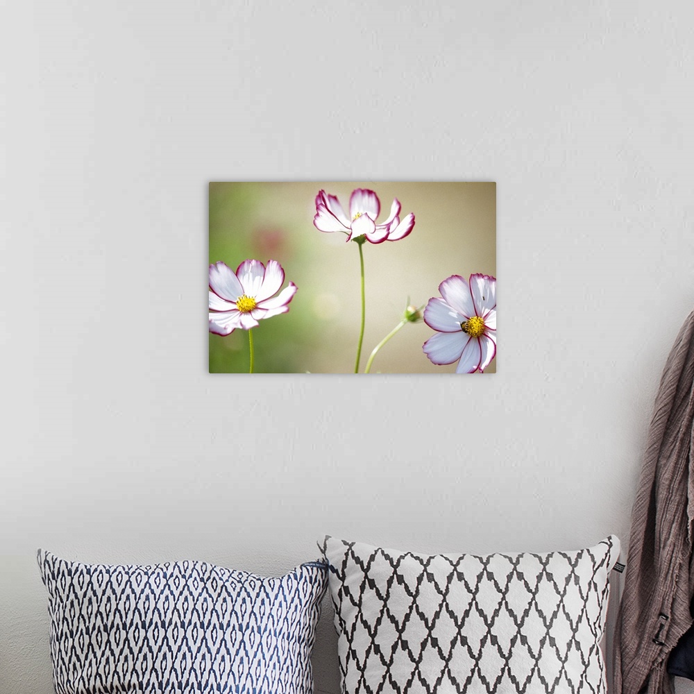 A bohemian room featuring Close-up of cosmos flowers