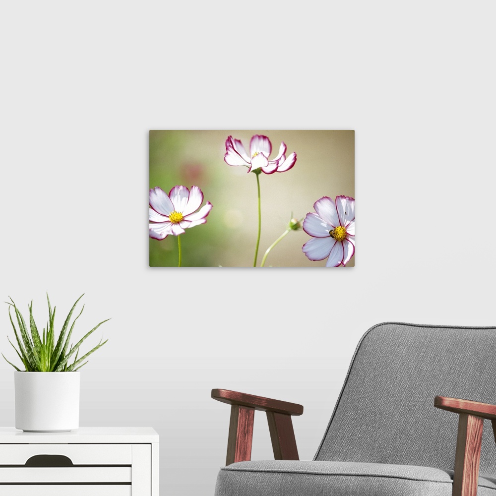 A modern room featuring Close-up of cosmos flowers