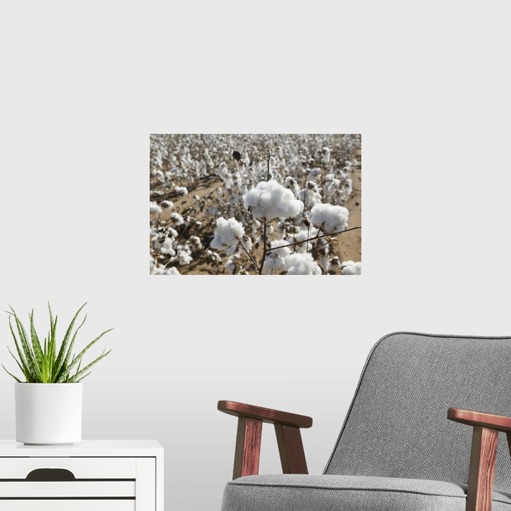 A modern room featuring Close-up of cotton plants in a field, Wellington, Texas