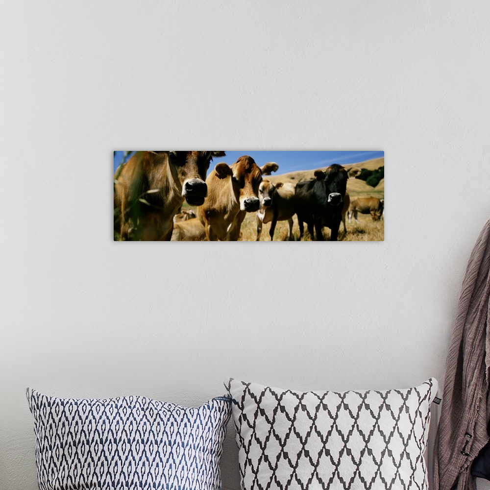 A bohemian room featuring Close Up of Cows California