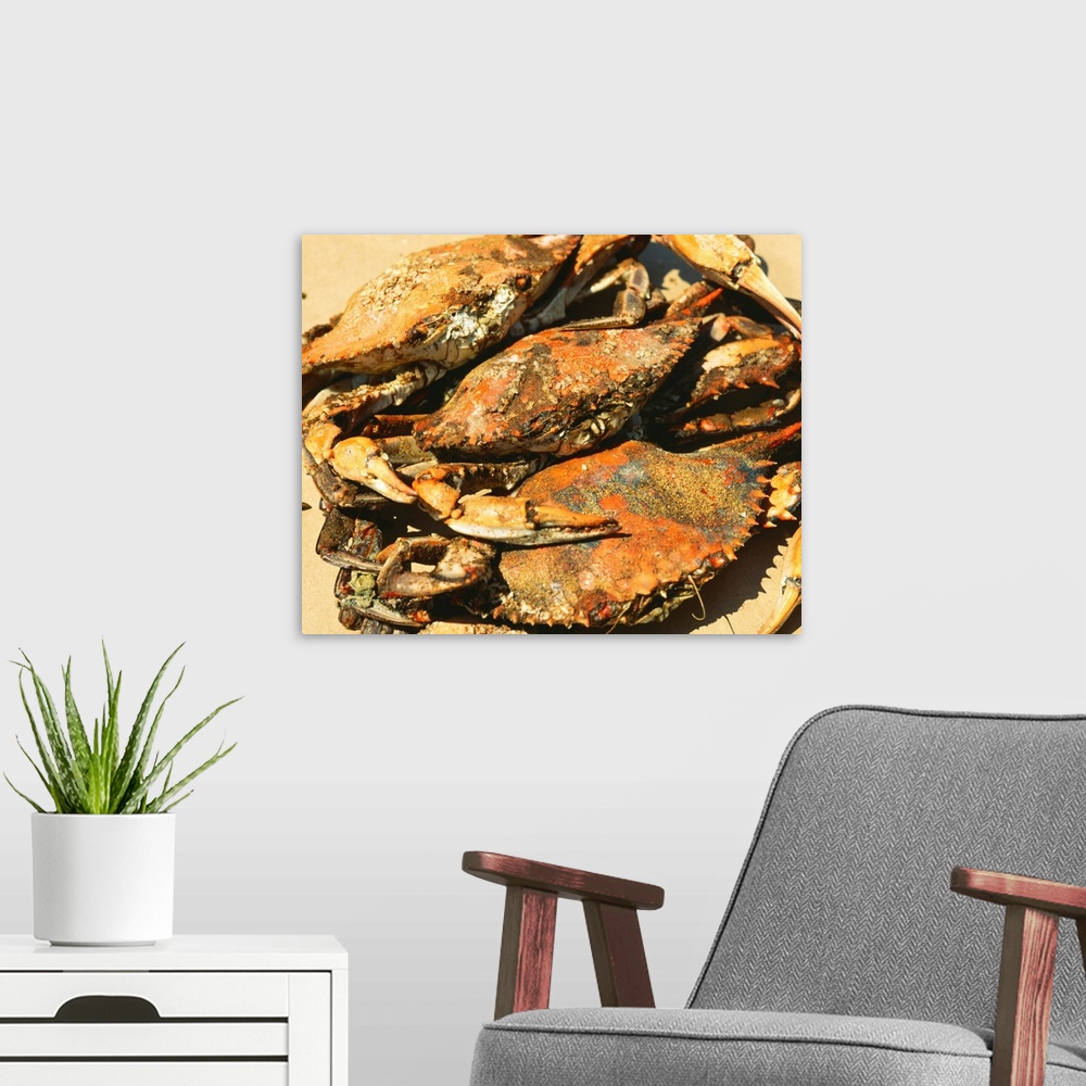 A modern room featuring Close-up of crabs (Cancer Pagurus), Maryland
