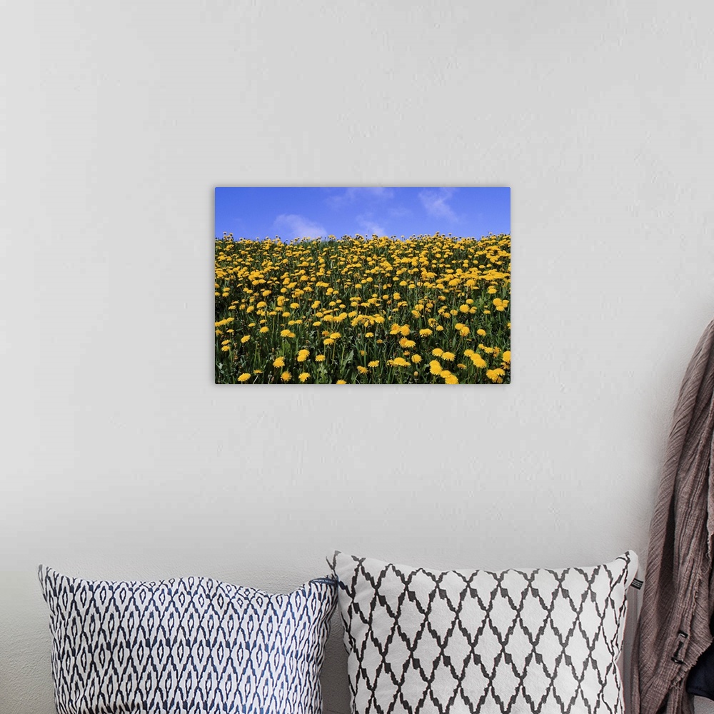 A bohemian room featuring Close-up of dandelion flowers in a field, Iceland