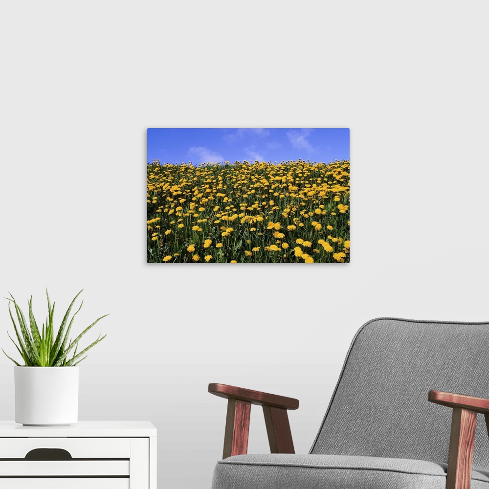 A modern room featuring Close-up of dandelion flowers in a field, Iceland