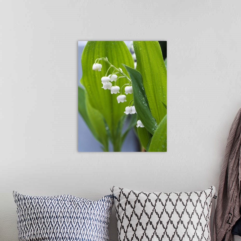 A bohemian room featuring Big, vertical, close up photograph of lily of the valley, surrounded by its large green leaves th...