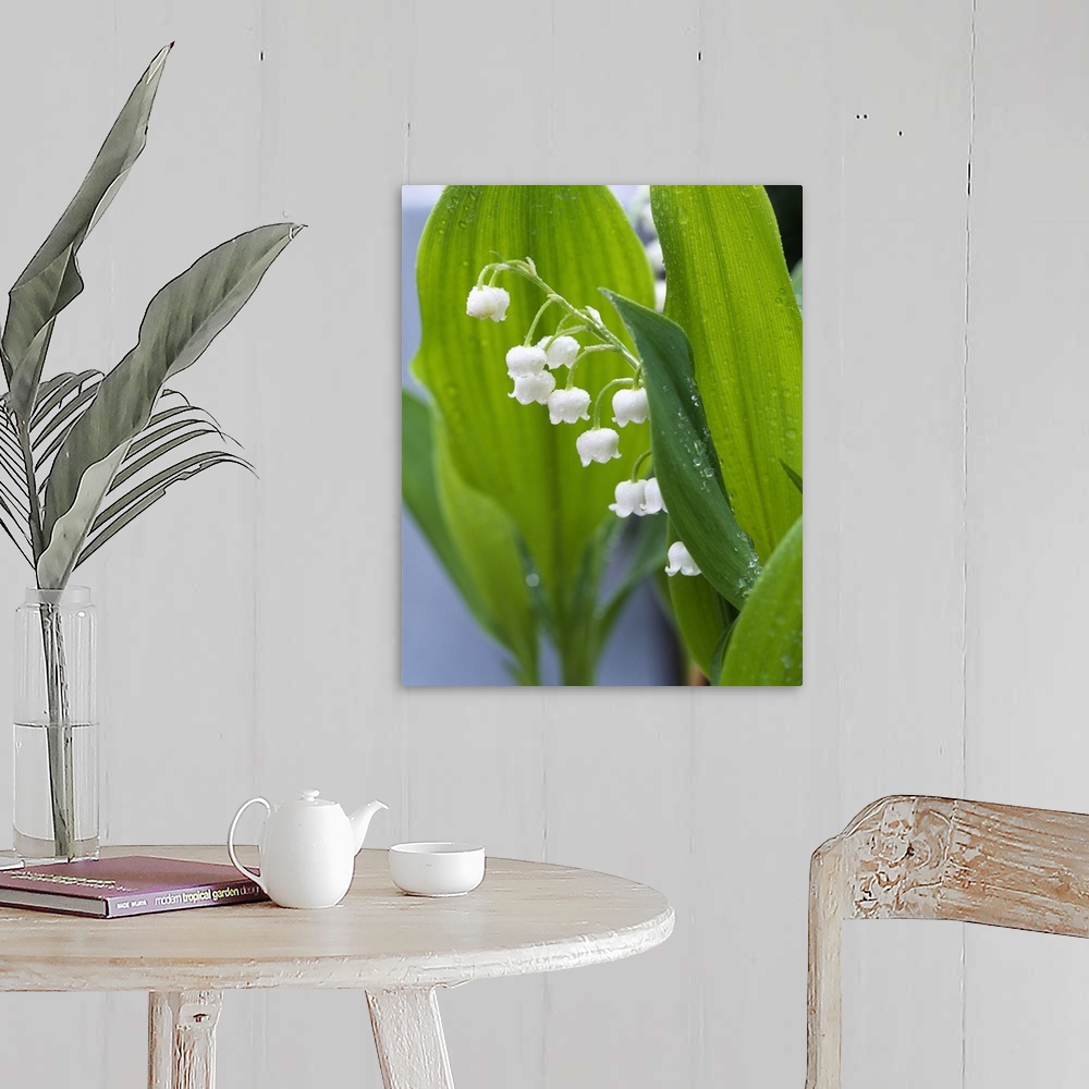 A farmhouse room featuring Big, vertical, close up photograph of lily of the valley, surrounded by its large green leaves th...