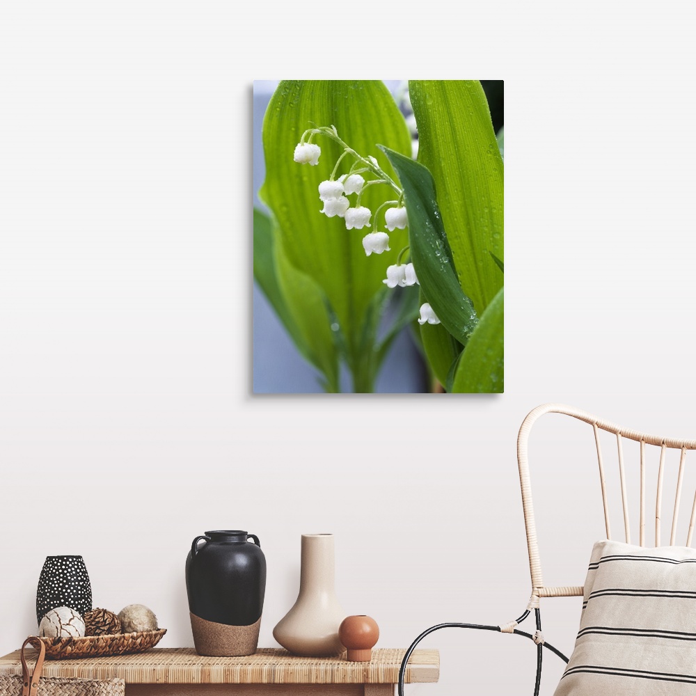 A farmhouse room featuring Big, vertical, close up photograph of lily of the valley, surrounded by its large green leaves th...