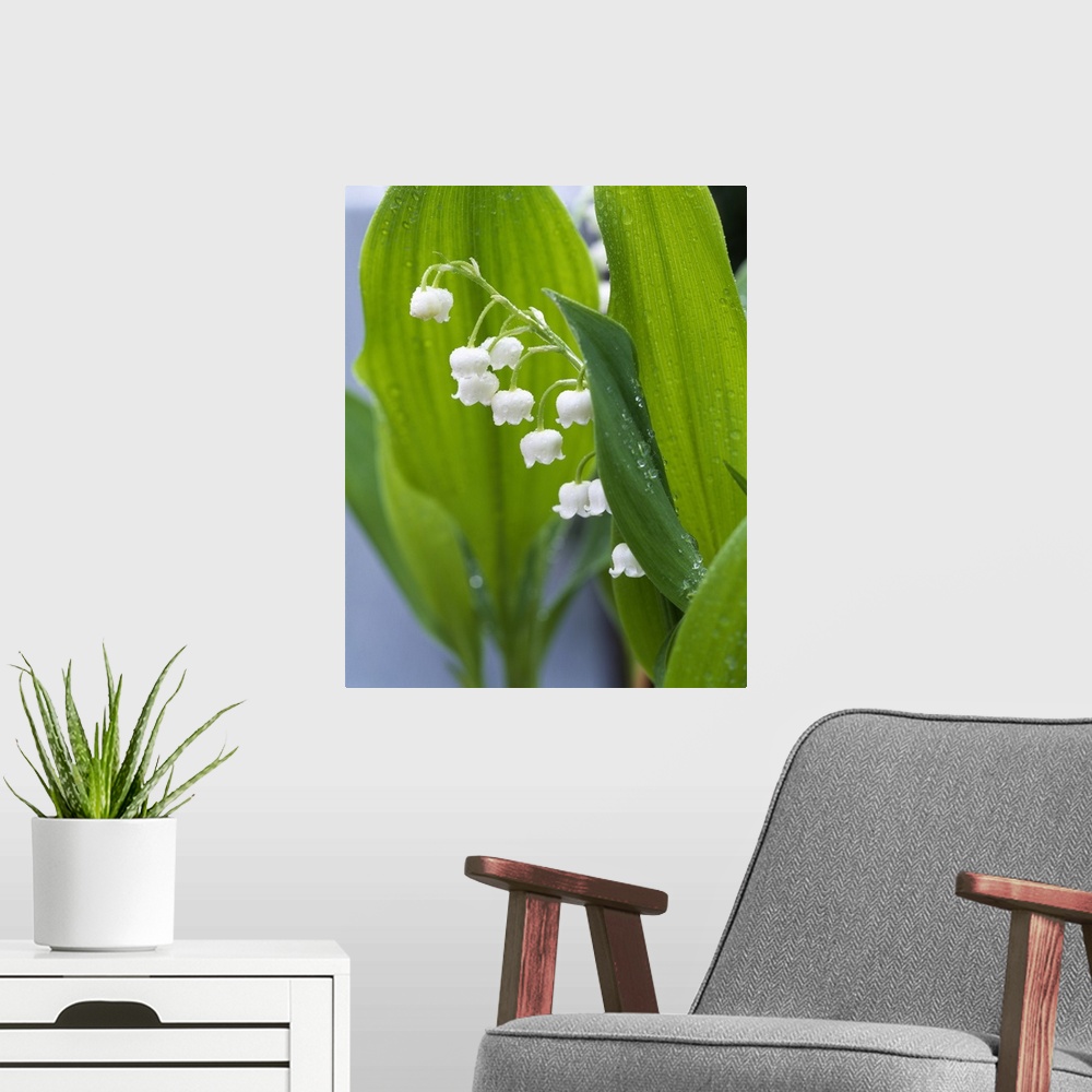 A modern room featuring Big, vertical, close up photograph of lily of the valley, surrounded by its large green leaves th...