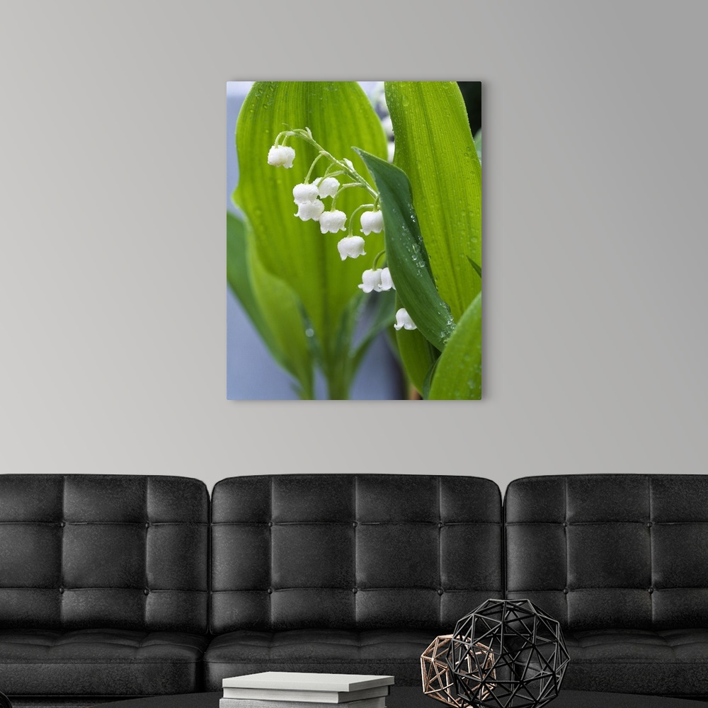 A modern room featuring Big, vertical, close up photograph of lily of the valley, surrounded by its large green leaves th...