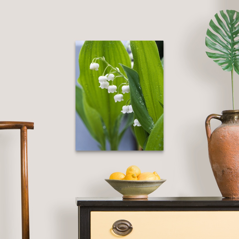 A traditional room featuring Big, vertical, close up photograph of lily of the valley, surrounded by its large green leaves th...