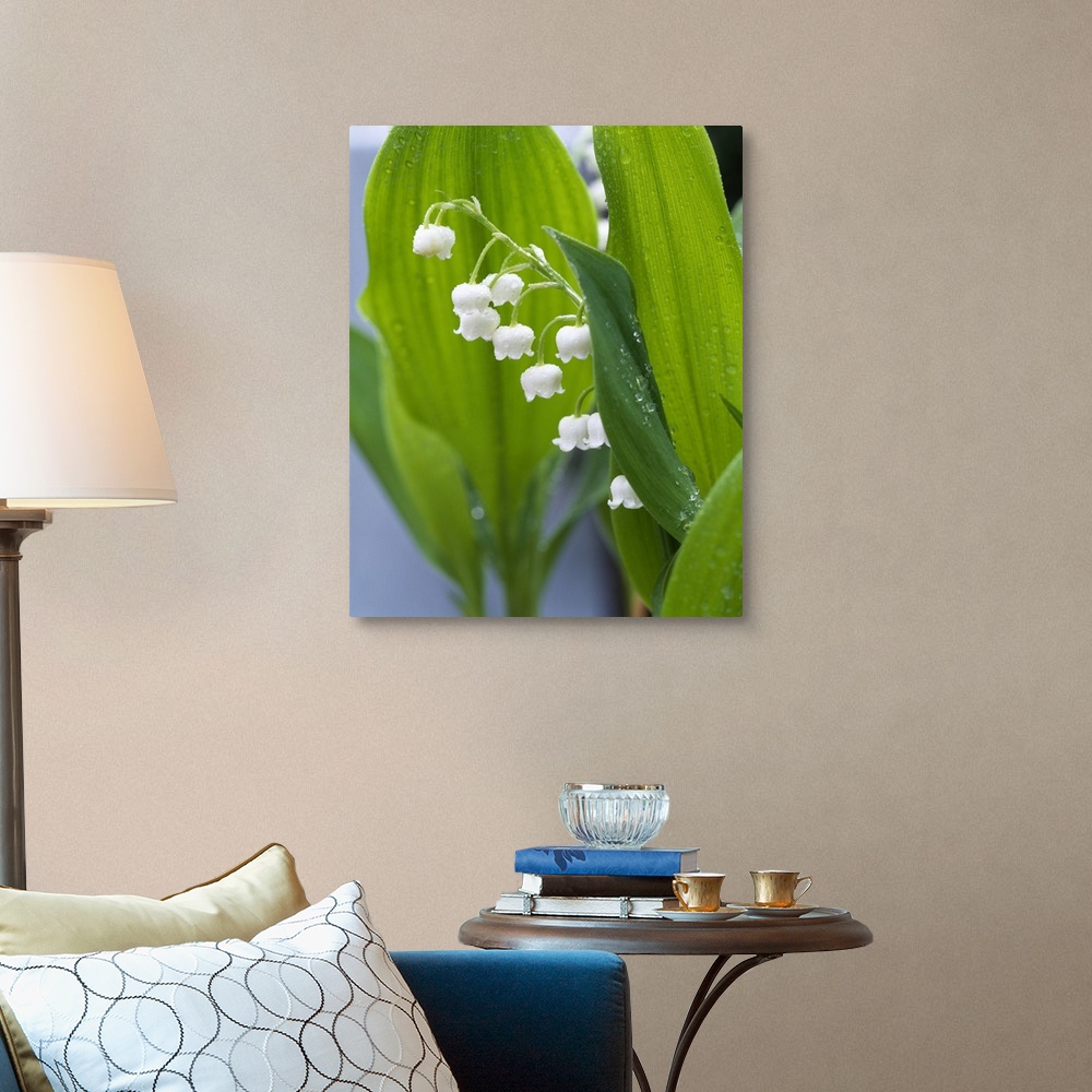 A traditional room featuring Big, vertical, close up photograph of lily of the valley, surrounded by its large green leaves th...
