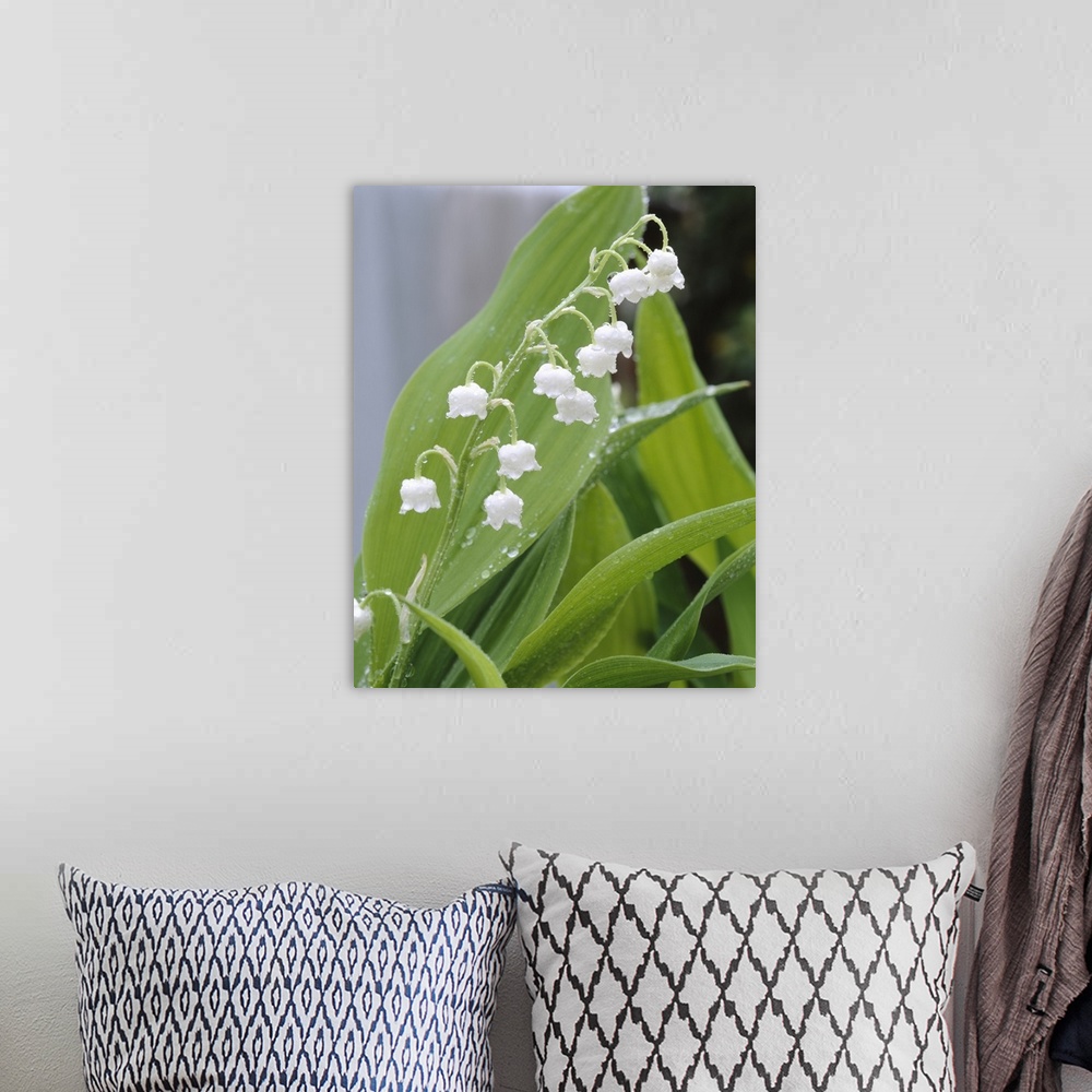 A bohemian room featuring Close-up of dew drops on Lily-Of-The-Valley (Convallaria majalis), Anacortes, Washington State