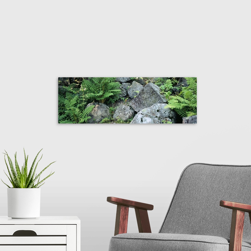 A modern room featuring Close-up of ferns on rocks, Moose River, Adirondack Mountains, New York State