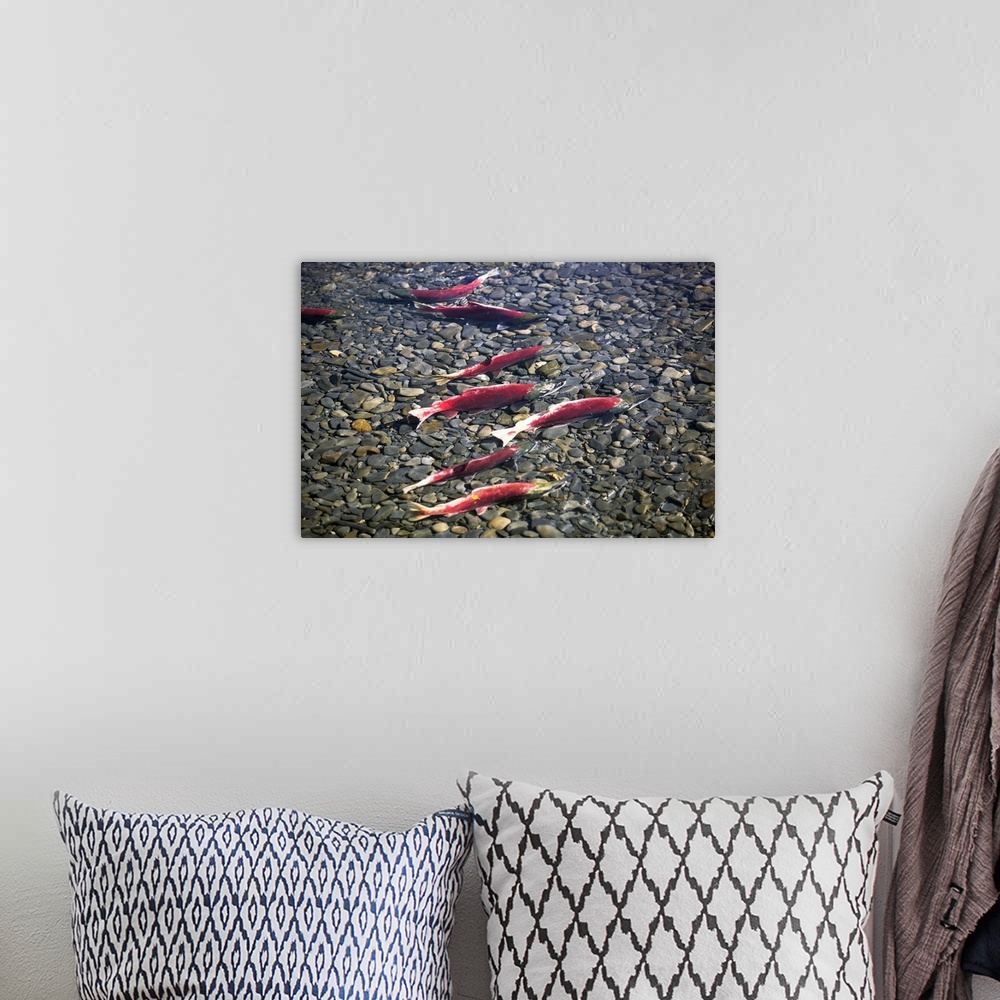 A bohemian room featuring Close-up of fish in water, Sockeye Salmon, Cooper Landing, Kenai Peninsula, Alaska