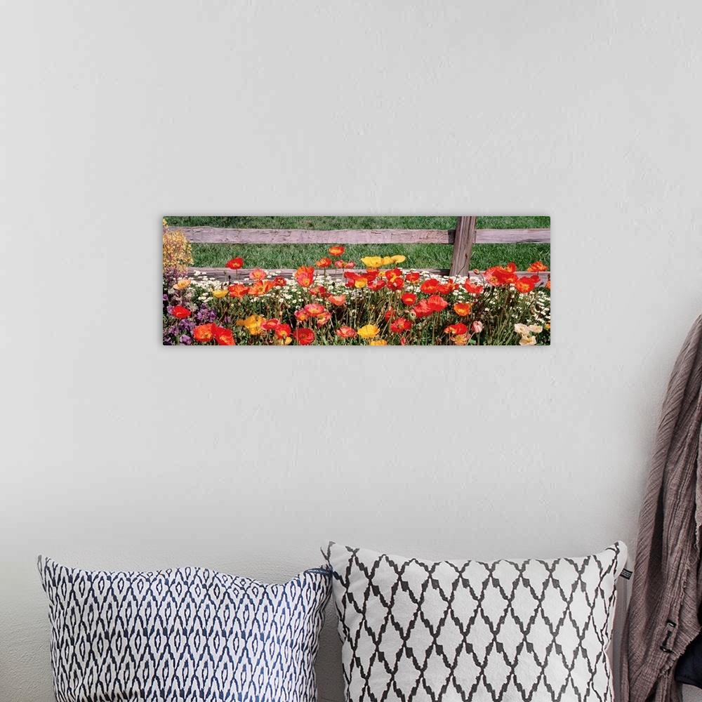 A bohemian room featuring This is a close up panoramic photograph of poppies growing at the base of a distressed wooden fence.