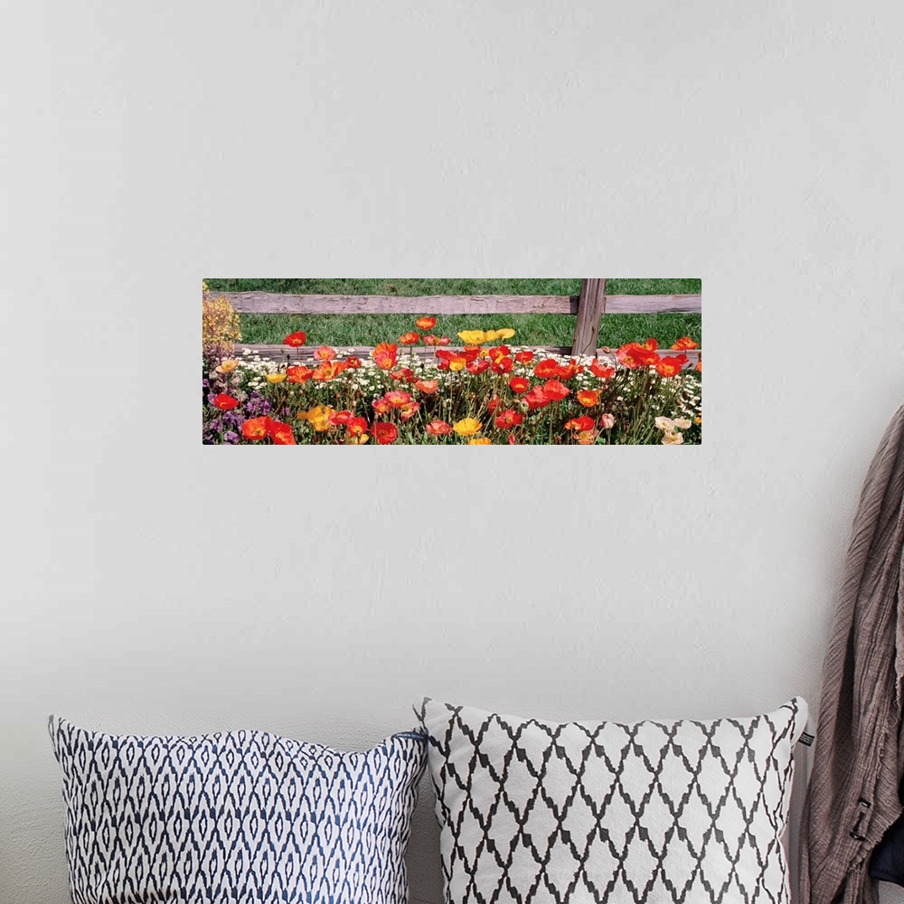 A bohemian room featuring This is a close up panoramic photograph of poppies growing at the base of a distressed wooden fence.