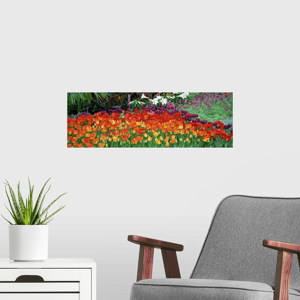 A modern room featuring Big panoramic artwork consists of colorful tulips showcased in the front and other wild flowers a...