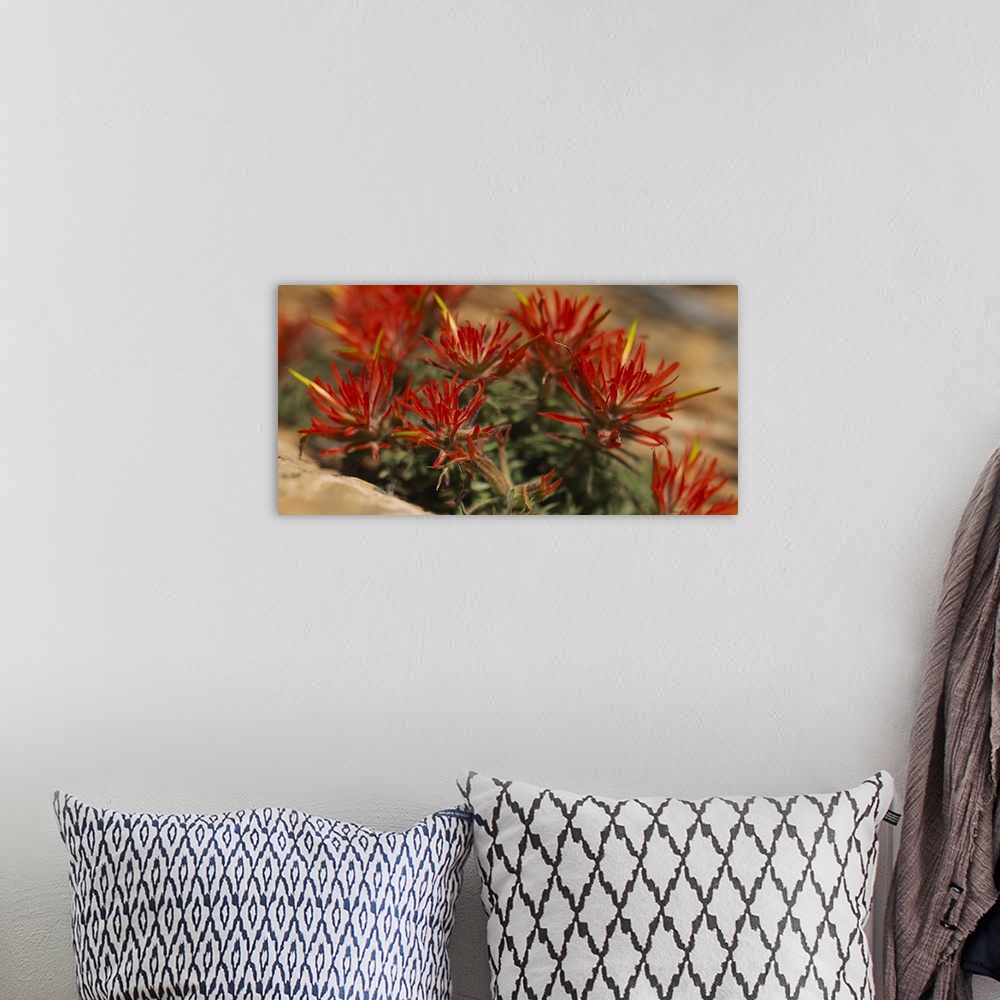 A bohemian room featuring Horizontal print of the close up view of flowers in Utah.