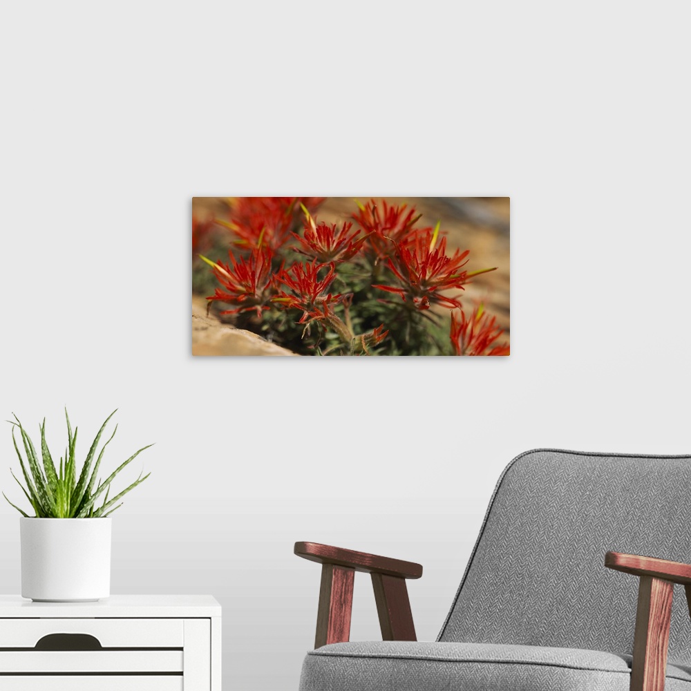 A modern room featuring Horizontal print of the close up view of flowers in Utah.