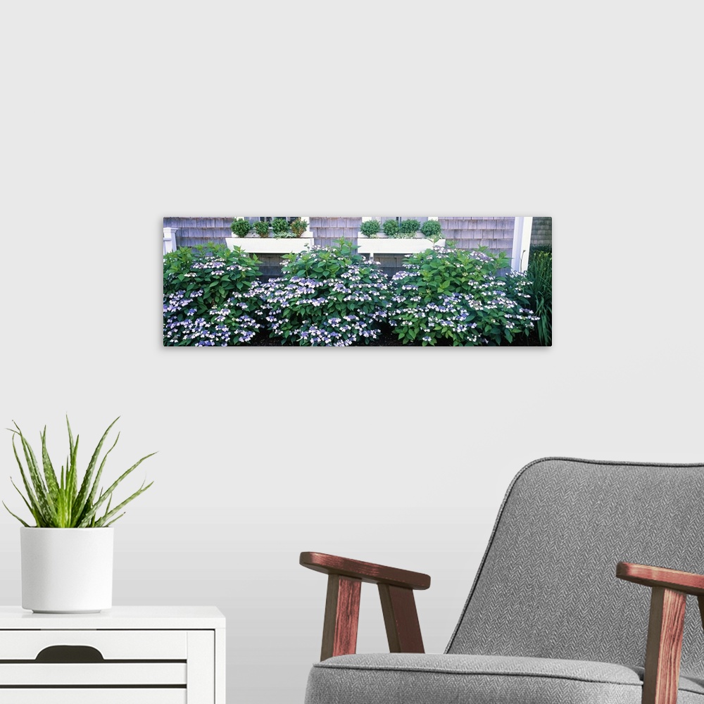 A modern room featuring Up-close panoramic photograph of bushes outside of a set of windows with flower boxes.