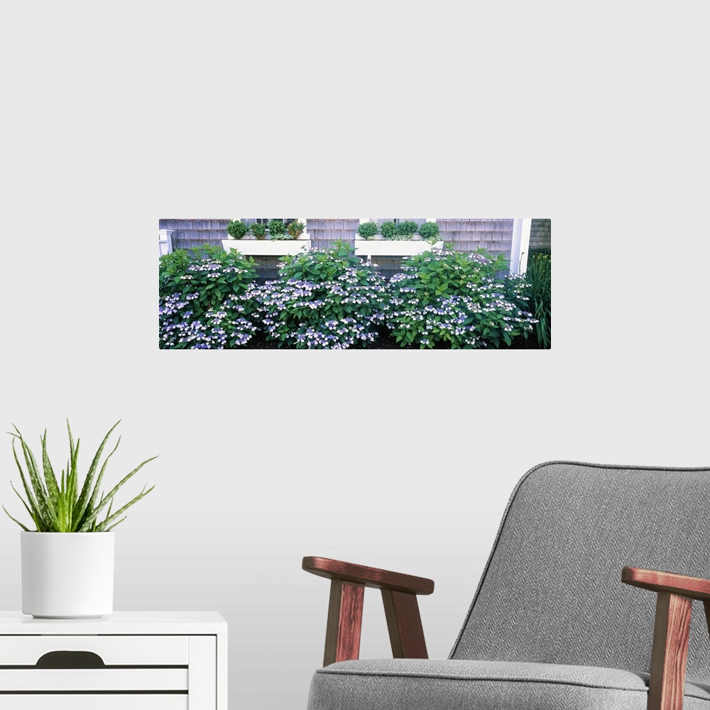 A modern room featuring Up-close panoramic photograph of bushes outside of a set of windows with flower boxes.